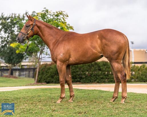 Capitalist X Mossbeat Filly