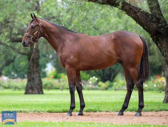 All Too Hard X Kachiko Colt