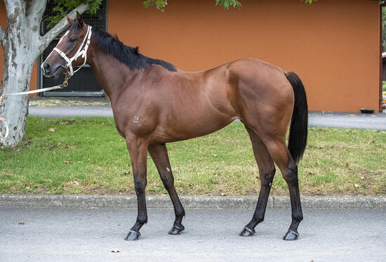 Flying Artie X Cinnamon Dove Filly
