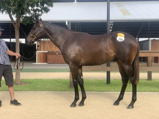 Better Than Ready X Alleged Again Colt