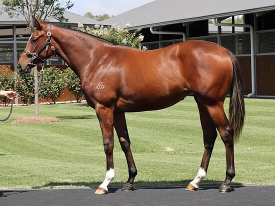 Dundeel X Opportunity Filly