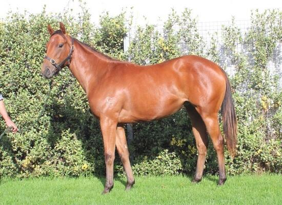 All Too Hard X Bucasia Filly