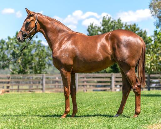 Invader X Tears In Heaven Filly