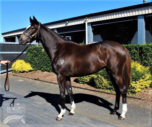 Better Than Ready X Maskhara Filly