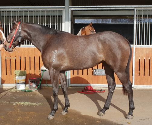 Casino Prince X Bingo Rose Filly