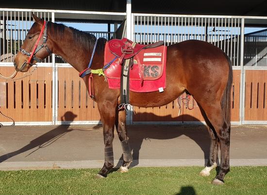 Dane Shadow X Sweet As Colt