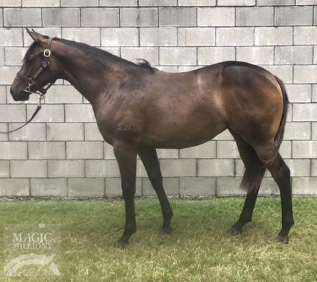 Dawn Approach X Aristocracy Filly