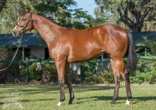 Snitzel X Omana Filly