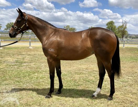 Wandjina X Moretti Filly