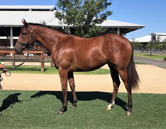 Choisir X Info Miss Filly