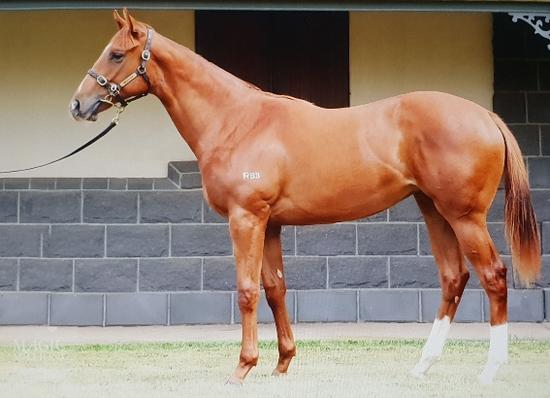 Written Tycoon X Rock My Pago Filly