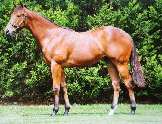 Headwater X Magondo Colt