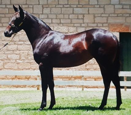 Sebring X Coogee Coozifa Filly