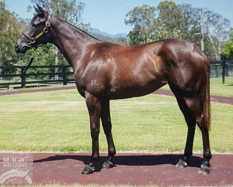 More Than Ready X Golden Falls Filly