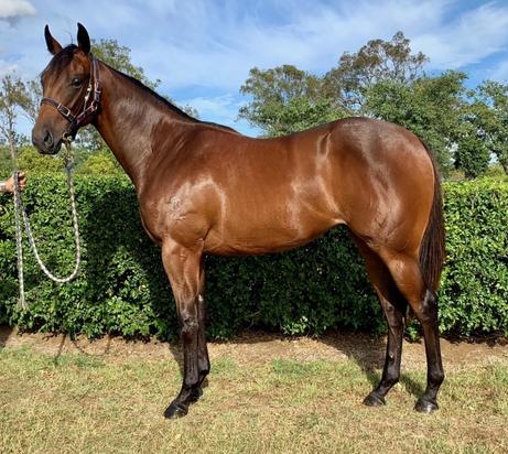 Spirit Of Boom X Rightful Lady Filly
