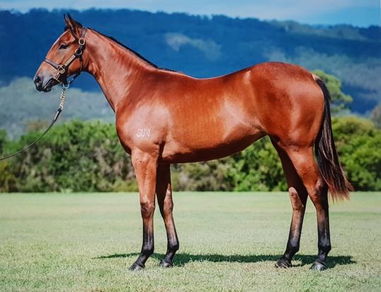 Love Conquers All X Ambers Choise Filly