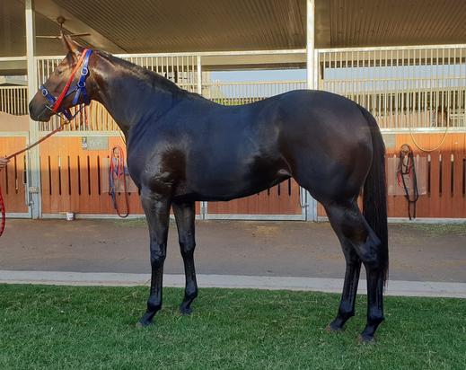 Dawn Approach X Aristocracy Filly