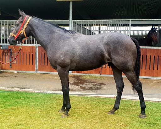 Top Echelon X Sonjara Gelding