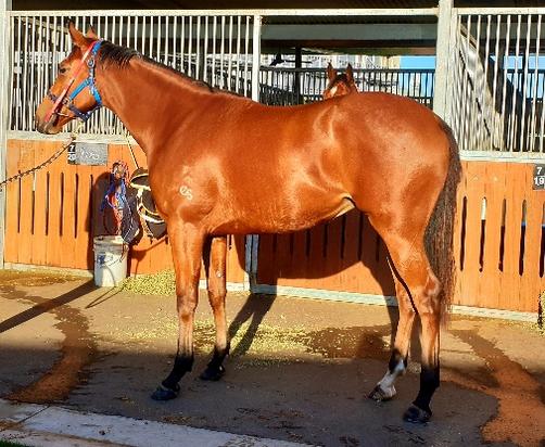 Choisir X Info Miss Filly