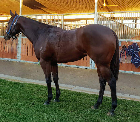 Spirit Of Boom X Rightful Lady Filly