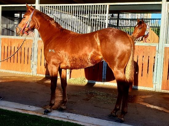 Exceed And Excel X Candy Bridge Filly