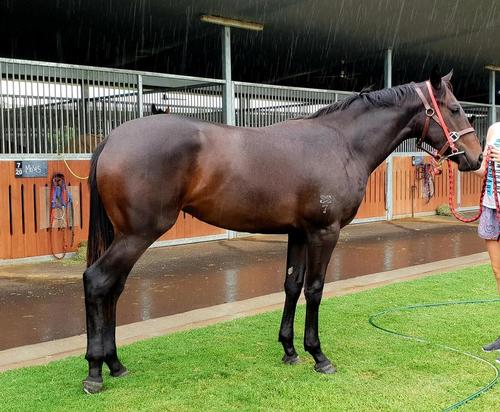 Sebring X Coogee Coozifa Filly