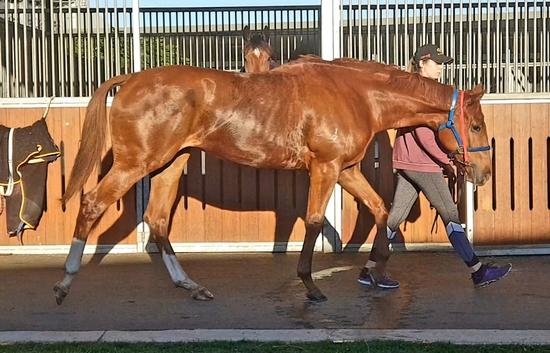 Written Tycoon X Rock My Pago Filly