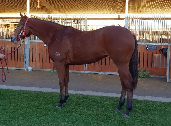 Love Conquers All X Ambers Choise Filly