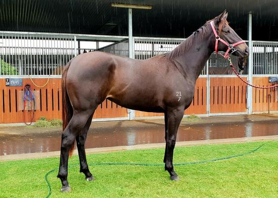 More Than Ready X Golden Falls Filly