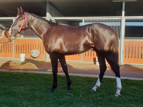 Better Than Ready X Vital Page Colt