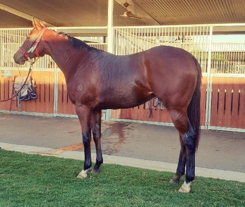 Snitzel X Omana Filly