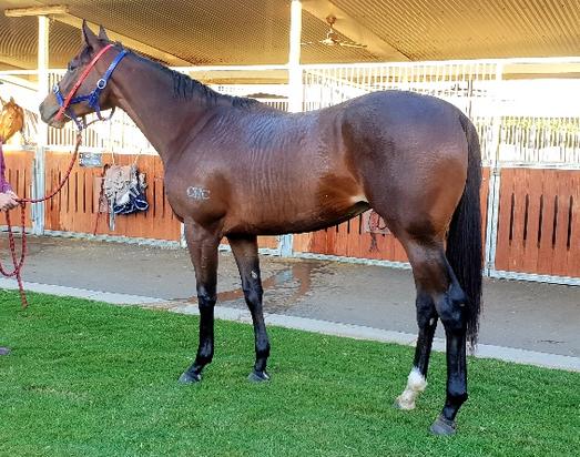 Wandjina X Moretti Filly
