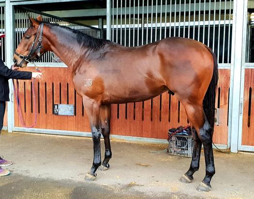 Love Conquers All X Plain Magic Colt