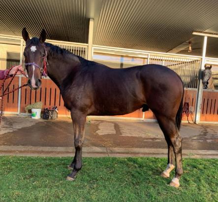 Vancouver X Assail Colt