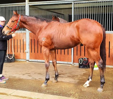 Headwater X Magondo Colt