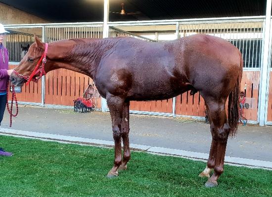 Choisir X Pride Of Tatius Colt