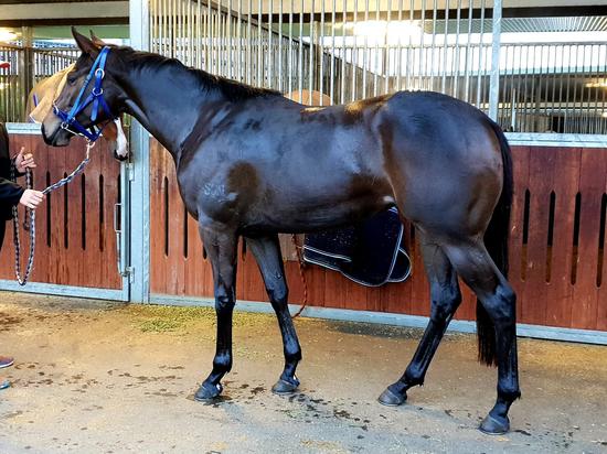 Dawn Approach X Aristocracy Filly