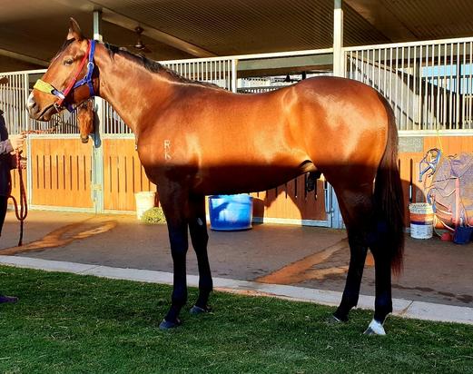 Hinchinbrook X Mystically Colt