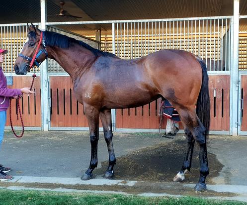 Pierro X Volted In Colt