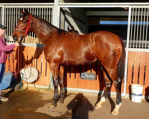Exceed And Excel X No Evidence Needed Colt