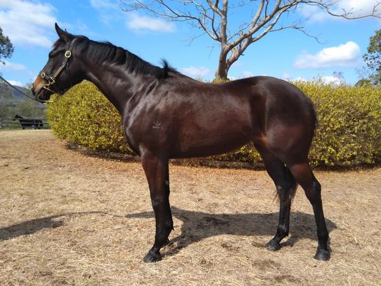 Better Than Ready X Addiction Filly