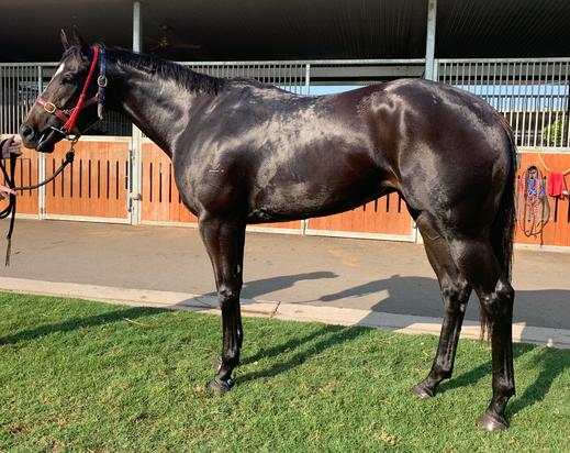 Better Than Ready X Addiction Filly