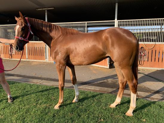 Show Of Heart X Sweet As