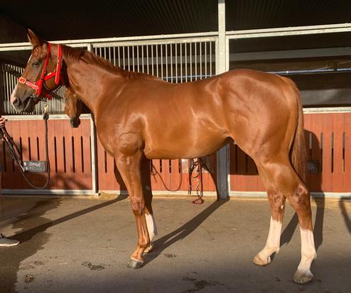Zoustar X Cardinal Court