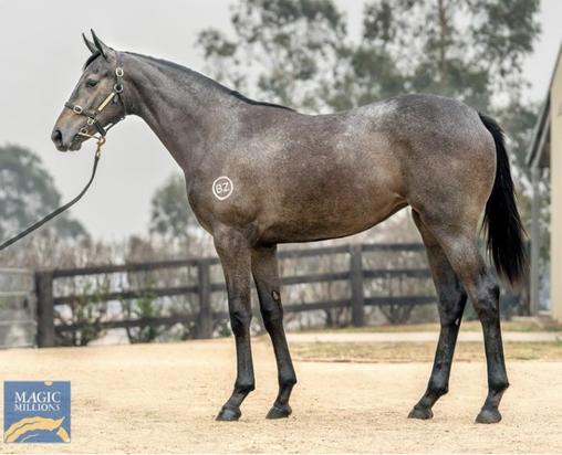 Zoustar X Conca Bella