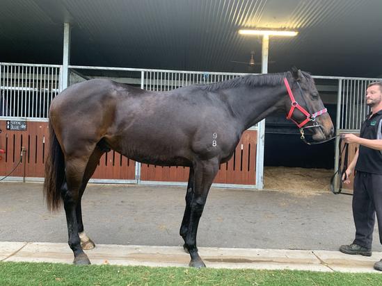 Medaglia D’oro X Rock Candy