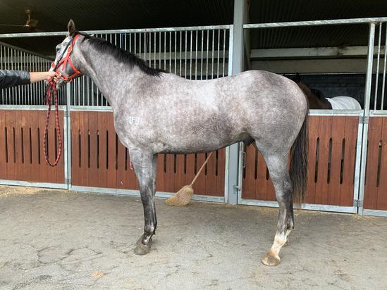 Frosted X Eagles Destiny