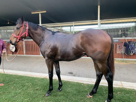 Star Gamble