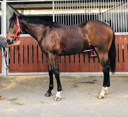 Hostwin Toronado