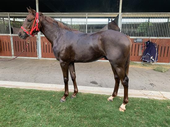 Snitzel X Life In A Metro